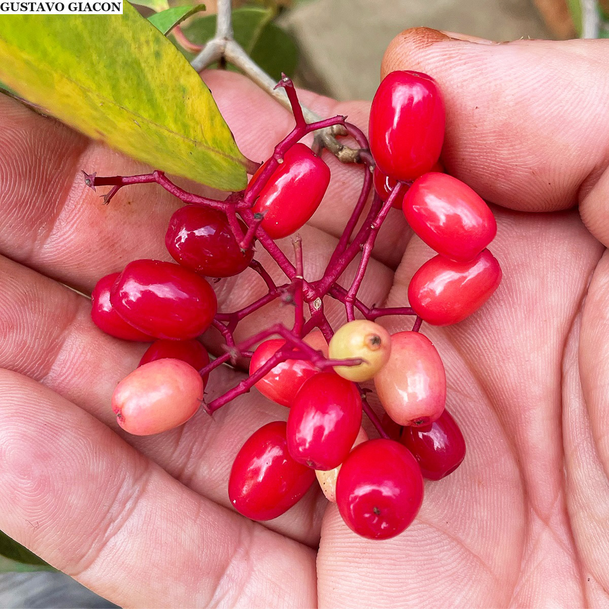 A descoberta da Guapira: fruta nativa brasileira ganha destaque nas redes sociais
