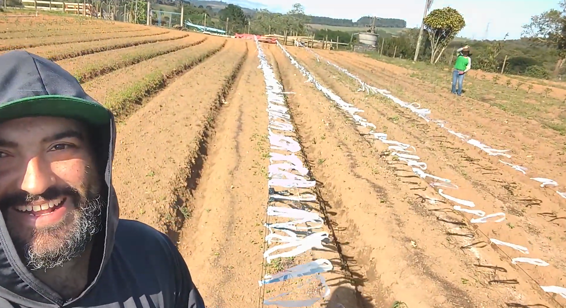 Como proteger plantação contra pássaros com uma solução simples e barata