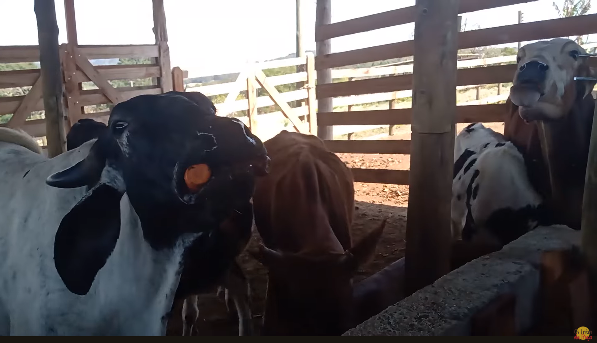 Cenouras Rejeitadas Viram Aliado Contra a Seca: Casal Rural Inova na Alimentação de Gado e Reduz Desperdício