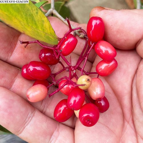 A descoberta da Guapira: fruta nativa brasileira ganha destaque nas redes sociais