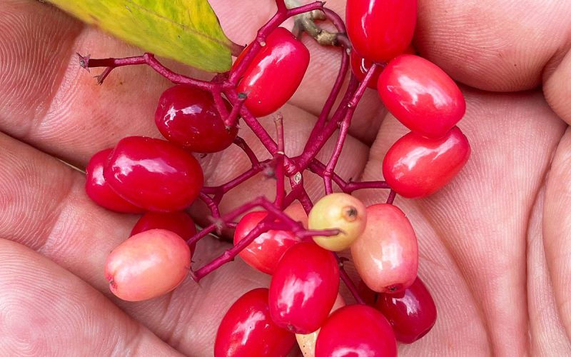 A descoberta da Guapira: fruta nativa brasileira ganha destaque nas redes sociais