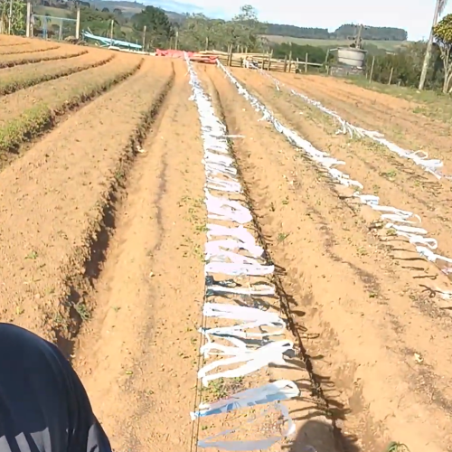 Como proteger plantação contra pássaros com uma solução simples e barata