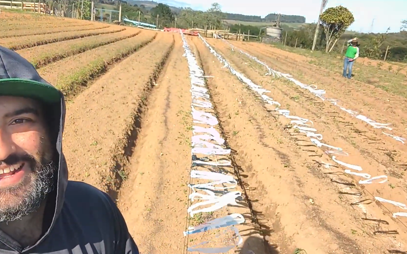 Como proteger plantação contra pássaros com uma solução simples e barata