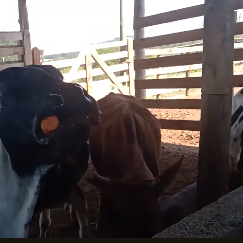 Cenouras Rejeitadas Viram Aliado Contra a Seca: Casal Rural Inova na Alimentação de Gado e Reduz Desperdício