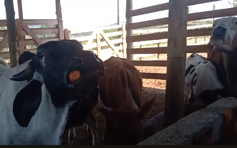 Cenouras Rejeitadas Viram Aliado Contra a Seca: Casal Rural Inova na Alimentação de Gado e Reduz Desperdício